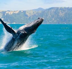 С середины января по март вы можете увидеть игры горбатых китов своими глазами!