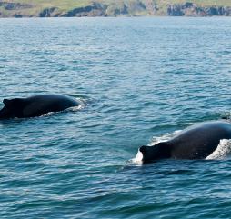 С апреля по сентябрь стаи горбатых китов приплывают к берегам Исландии, не упустите свой шанс полюбоваться этим удивительными млекопитающими