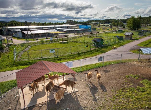 Самый большой зоопарк в северо-западном регионе — ЗооГринПарк  (фото otdyhvkarelii.ru/)
