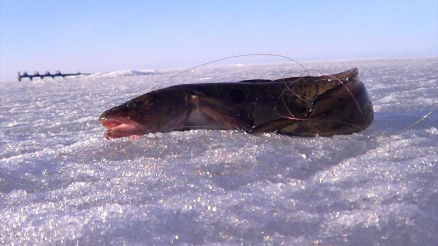 рыбалка в карелии зимой на налима видео