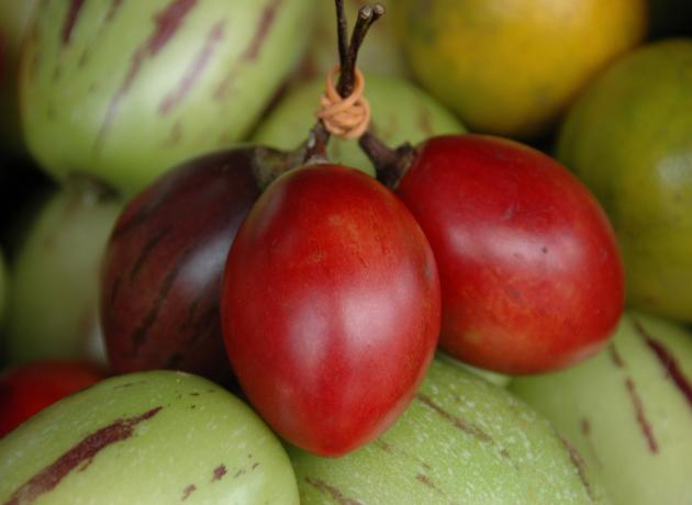 Вот так растет маракуйя на Кубе.. кстати еще называют Passion Fruit (страстный фрукт) (Фото © RabunWarna / flickr.com)