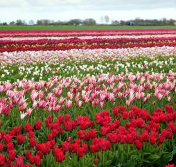 В апреле десятки тысяч туристов приезжают в Голландию для наслаждения пёстрыми ''тюльпановыми коврами''