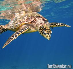 С конца осени по начало весны на Сейшелах можно увидеть огромных морских черепах.