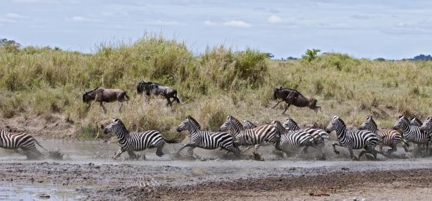 Туры в Танзанию - это соприкосновение с миром дикой природы и море экзотических приключений, от которых даже ''видавшие виды'' путешественники приходят в ребячий восторг