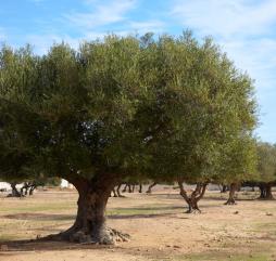 Ноябрь-февраль - сезон оливок в Тунисе