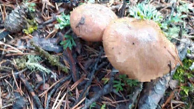 Леса Байкала. Море грибов в лесу.