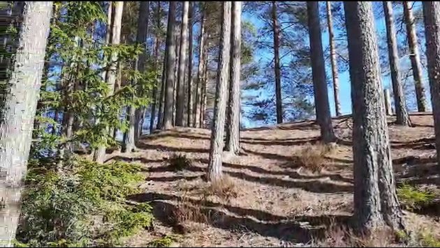 Карелия / Лесной пейзаж  / март 2020